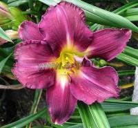 hemerocallis_strutters_ball