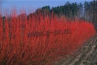 cornus_stolonifera_cardinal_2