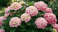 Гортензия крупнолистная Soft Pink Salsa  - фото саженцы, для посадки 