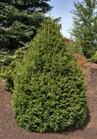 picea_abies_compact