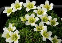 saxifraga_arendsii_weisszwerg