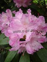 rhododendronsmirnovii