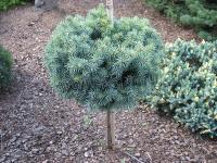 picea_pungens_pali_1
