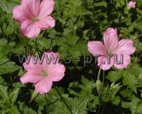 geraniumendressiiwargravepink1