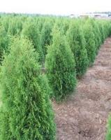 thuja_occidentalis_zakany_soveny