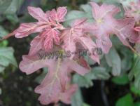 acer_campestre_red_shine
