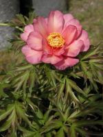 paeonia_itoh_hybrid_julia_rosa