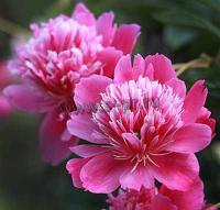 paeonia_lactiflora_zi_fu_rong