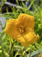 IMG_0867