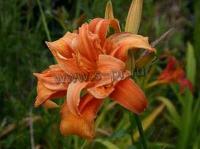 hemerocallis_torpoint