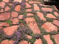 thymus_praecox_pink_chintz_1