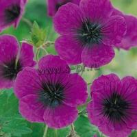 geranium_cinereum_giuseppe