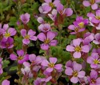 aubrieta_deltoidea_rosea