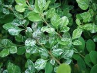 berberis_thunbergii_kelleriis_1