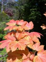 acer_pseudoplatanus_brilliantissimum_1