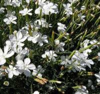 dianthus_alpinus_weiss