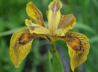 iris_pseudacorus_berlin_tiger