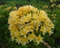 rhododendron_luteum_narcissiflora