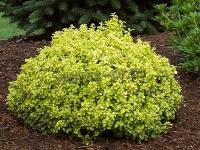 berberis_thunbergii_golden_devine_2
