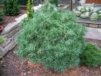 pinus_strobus_tiny_curls