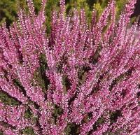calluna_vulgaris_susanne_1