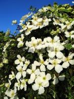 clematis_1