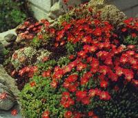 saxifraga_arendsii_carnival