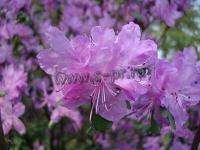 rhododendronledeburii