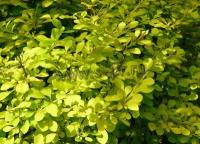 berberisthunbaurea1