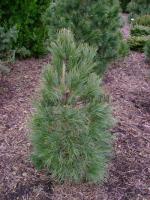pinus_cembra_sartori