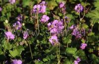geraniumcantabrigiensecambridge1