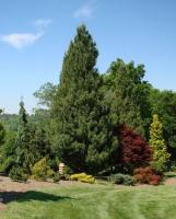 pinus_strobus_fastigiata_1