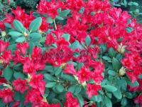 rhododendronrepensbengal