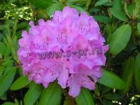 rhododendroncatawbienseenglishroseum