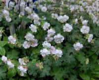 geranium_cantabrigiense_saint_ola_1