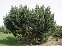 pinus_sylvestris_bayeri