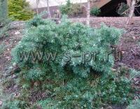 pinussylvestrisrepens