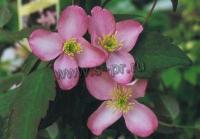 clematis_montana_freda