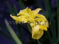 irispseudacorusfloreplena