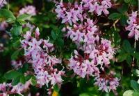 rhododendronnudiflorum