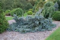 picea_pungens_glauca_procumbens