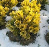 pinus_mugo_wintersonne_1