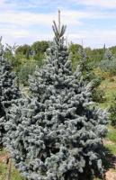 picea_pungens_retroflexa