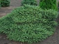 picea_abies_pumila_glauca1