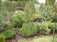 picea_abies_remontii