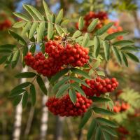 Рябина обыкновенная Asplenifolia  - фото саженцы, для посадки 