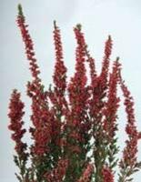 calluna_vulgaris_perestrojka