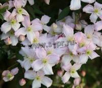 clematis_montana_rubens_2