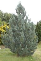 pinus_cembra_glauca_1
