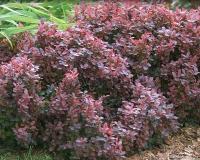 berberis_thunbergii_cabernet